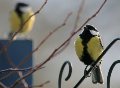 Kohlmeisen / Great Tit