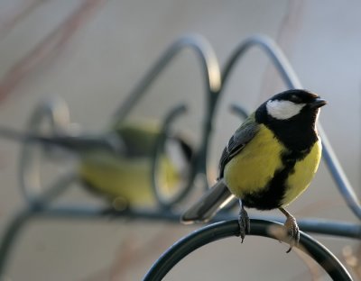 Kohlmeisen / Great Tit