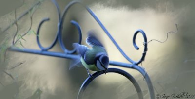 Blaumeise / Blue Tit