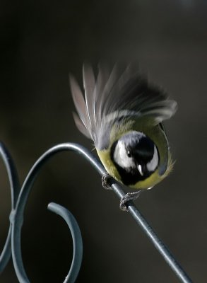 Kohlmeise / Great Tit