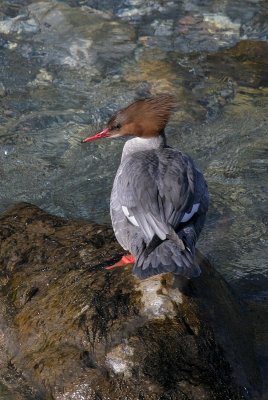 Gnsesger  Weibchen / Common Merganser female