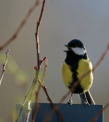 Kohlmeise / Great Tit