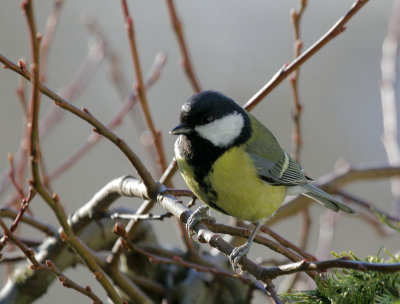 Kohlmeise / Great Tit