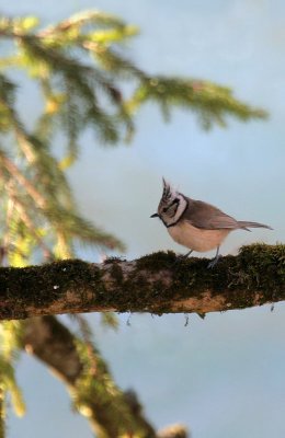 Haubenmeise / European Crested Tit