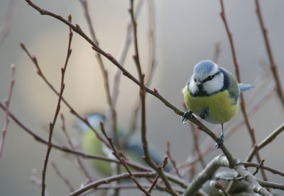 Blaumeise / Blue Tit