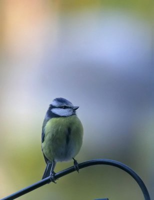 Blaumeise / Blue Tit