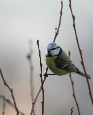 Blaumeise / Blue Tit