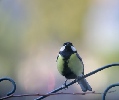 Kohlmeise / Great Tit