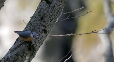 Kleiber / Eurasian Nuthatch