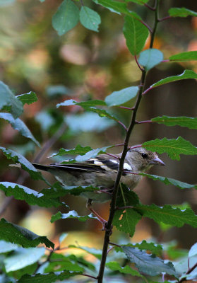 Buchfink Weibchen / Common Chaffinch female