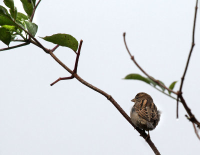 Sperling / house sparrow