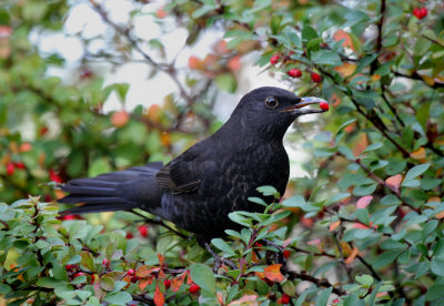 Amsel / Blackbird