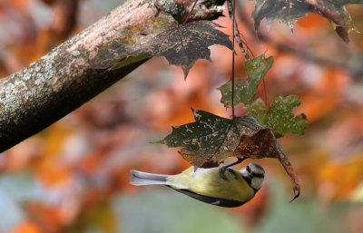 Blaumeise / Blue Tit