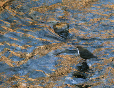 Wasseramseln / White-throated Dipper