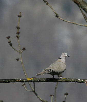 Trkentaube / Eurasian Collared Dove