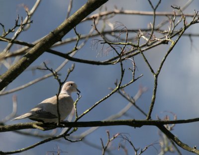 Trkentaube / Eurasian Collared Dove