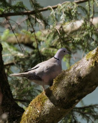 Trkentaube / Eurasian Collared Dove