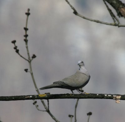 Trkentaube / Eurasian Collared Dove