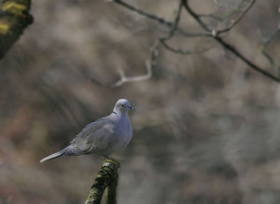 Trkentaube / Eurasian Collared Dove