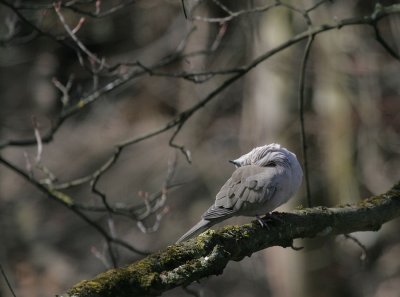 Trkentaube / Eurasian Collared Dove