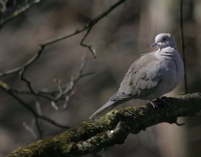 Trkentaube / Eurasian Collared Dove