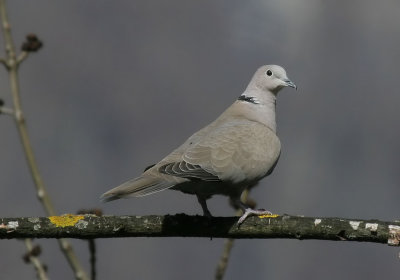 Trkentaube / Eurasian Collared Dove