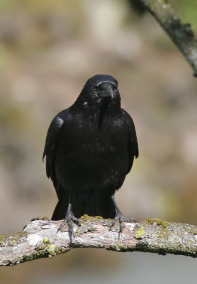 Rabe / Northern Raven