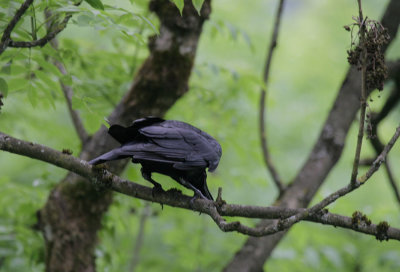 Rabe / Northern Raven