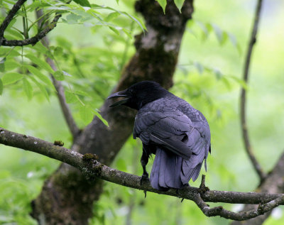 Rabe / Northern Raven