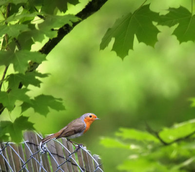 Rotkehlchen / European Robin