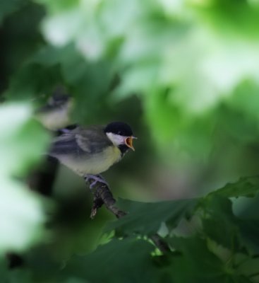 Kohlmeise / Great Tit