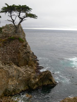 Lone Cypress