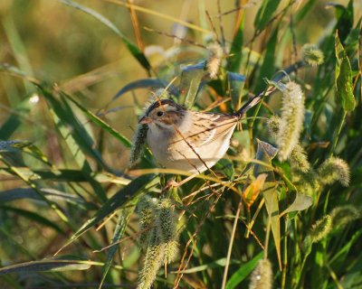 clay-colored sparrow Image0067.jpg