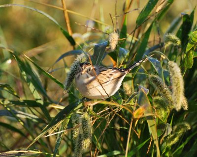 clay-colored sparrow Image0066.jpg