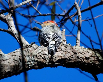red-bellied woodpecker.jpg