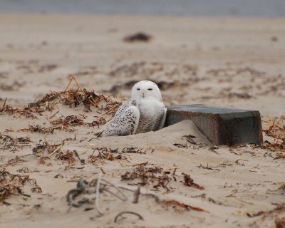 snowy owl 11-8-08 Image0038.jpg