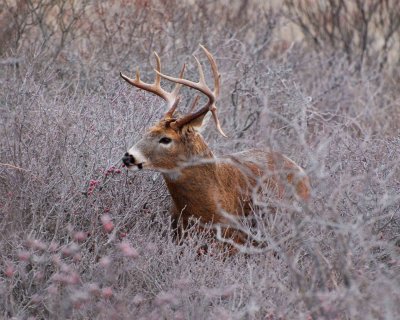 deer 11-30-08 image 0019.jpg