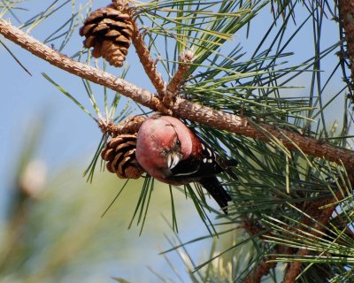 white-wing crossbill Image0027.jpg