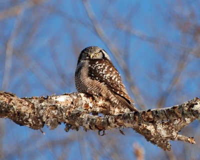 northern hawk owl Image0042.jpg