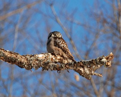 northern hawk owl Image0025.jpg