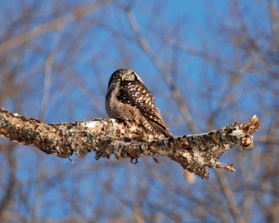 northern hawk owl Image0030.jpg