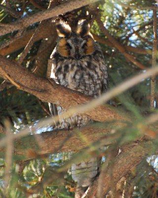 long-eared owl Image0030.jpg