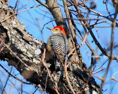 red-bellied woodpecker.jpg