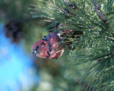 white-wing crossbill Image0117.jpg