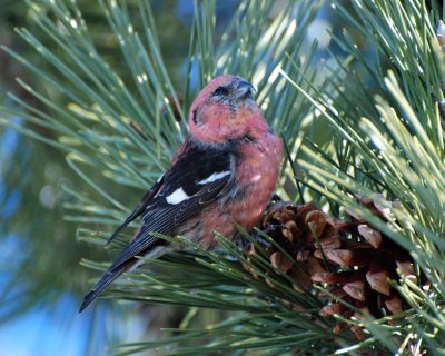 white-wing crossbill Image0118.jpg