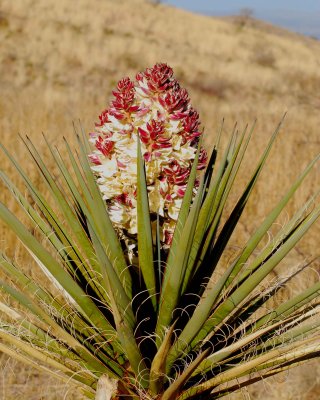 new_mexico_2009