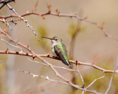 black-chinned hummingbird Image0173.jpg