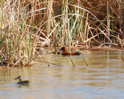 cinnamon teal Image0191.jpg