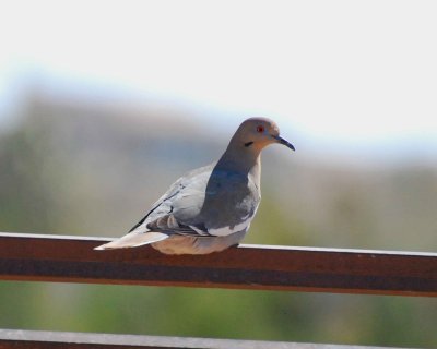 white-winged dove Image0181.jpg