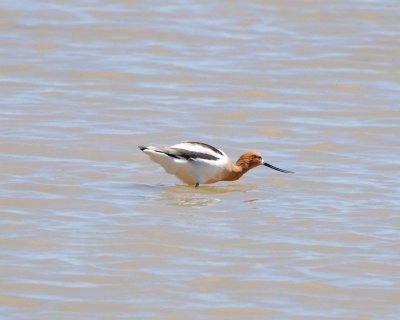 American avocet Image0218.jpg